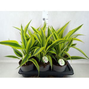 Dracaena fr de 'LemonLime'