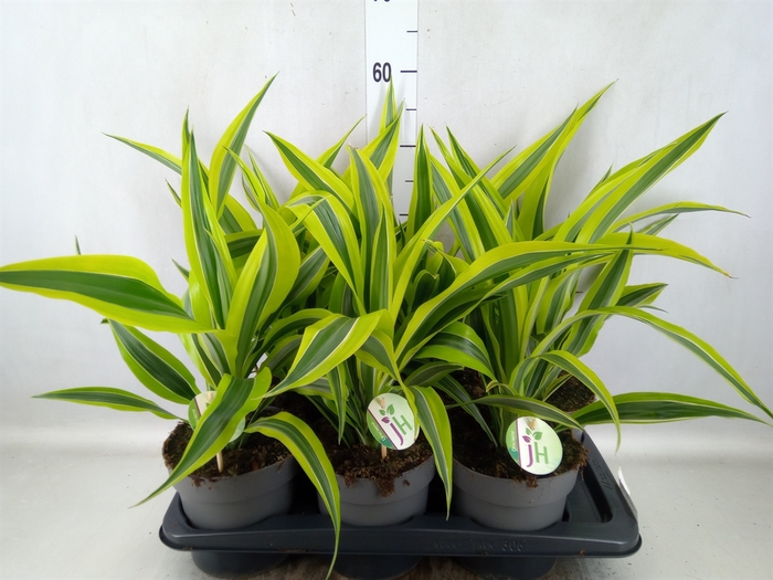 Dracaena fr de 'LemonLime'