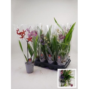 ORCHIDEEEN GEM