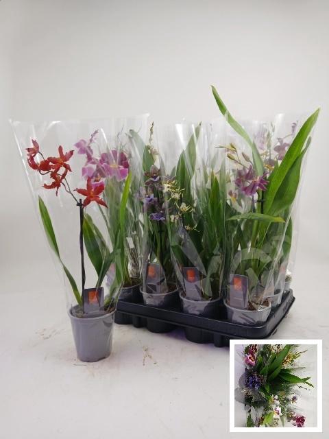 <h4>ORCHIDEEEN GEM</h4>