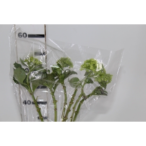 HORTENSIA BROTO VERDE
