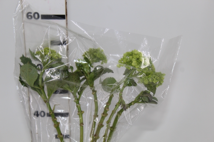 <h4>HORTENSIA BROTO VERDE</h4>