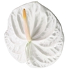 ANTHURIUM ACROPOLIS 9/11 035 CM DIAM MIN 9 CM BRANCO