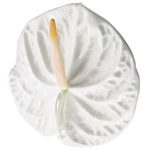 ANTHURIUM ACROPOLIS 9/11 035 CM DIAM MIN 9 CM BRANCO