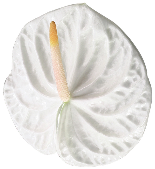 ANTHURIUM ACROPOLIS 9/11 035 CM DIAM MIN 9 CM BRANCO