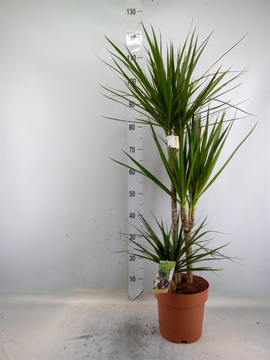 <h4>Dracaena marg.</h4>