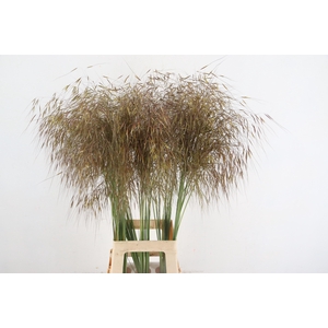 STIPA GIGANTEA
