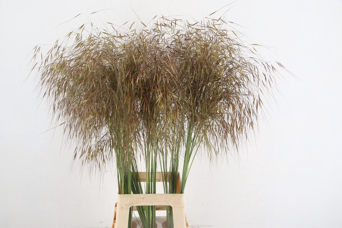 <h4>STIPA GIGANTEA</h4>