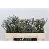 Kaaps Groen Silver Brunia