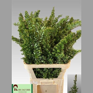 Spiraea Nip Snowmound