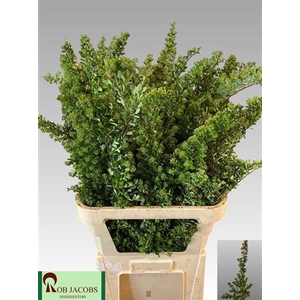 Spiraea Nip Snowmound