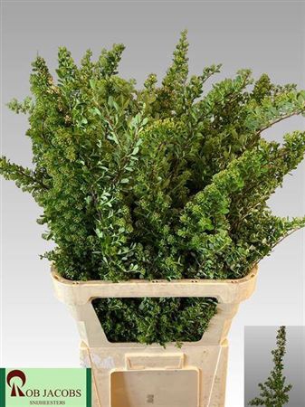 <h4>Spiraea Nip Snowmound</h4>