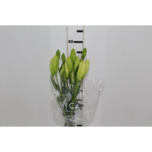 LIRIO ASOPUS 080 CM HT 2/3 FLS