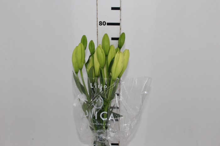 <h4>LIRIO ASOPUS 080 CM HT 2/3 FLS</h4>