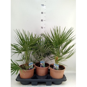 Chamaerops humilis