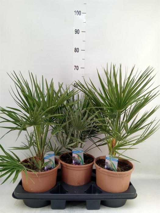 <h4>Chamaerops humilis</h4>