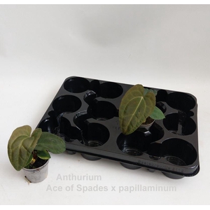 Overig planten