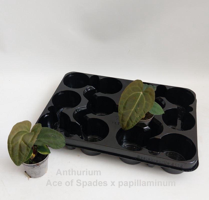 <h4>Overig planten</h4>