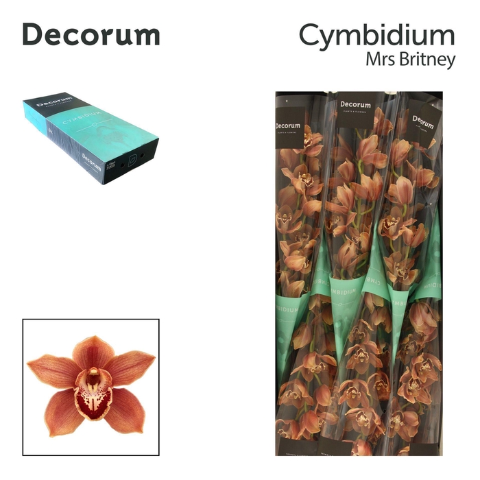 <h4>CYMB T MRS BRITNEY Decorum 80cm</h4>