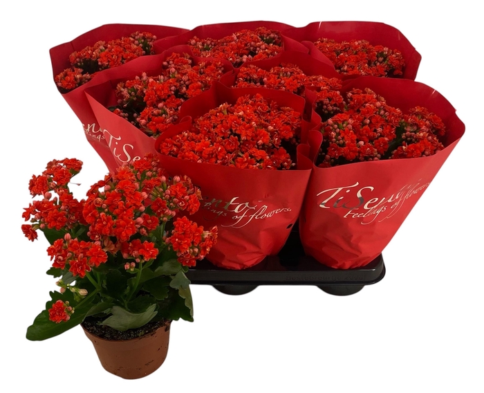 <h4>KAL GE PERFECTA RED</h4>