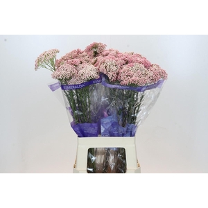 Ozothamnus Cooks Tall Pink