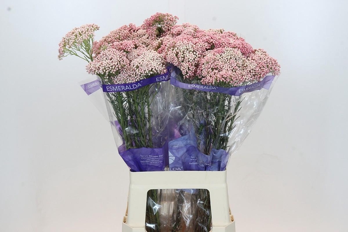 <h4>Ozothamnus Cooks Tall Pink</h4>