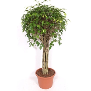Ficus Exotica 