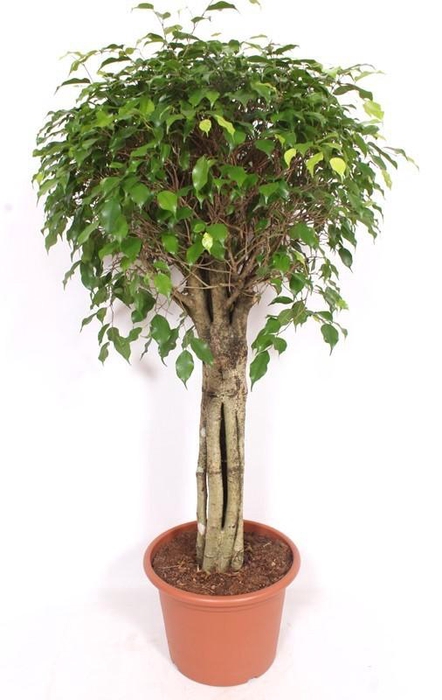 <h4>Ficus Exotica "Octopus"</h4>