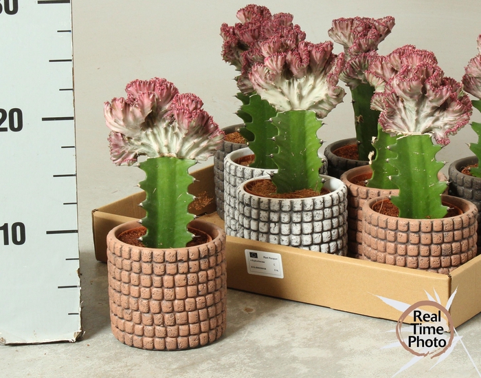 <h4>EUPHOR LAC CRISTATA</h4>