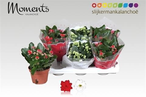 <h4>KALAN CALAN XMAS MIX P15</h4>