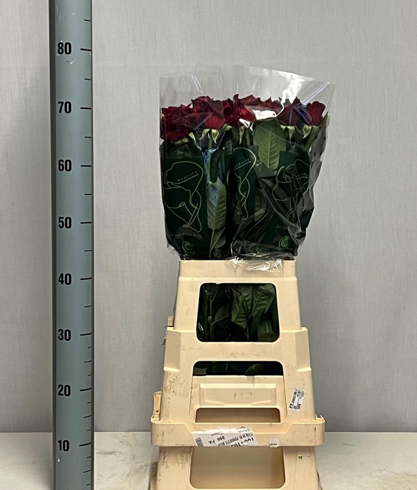 <h4>R GR BLACK BACCARA</h4>