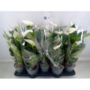 Anthurium  'Karma White'