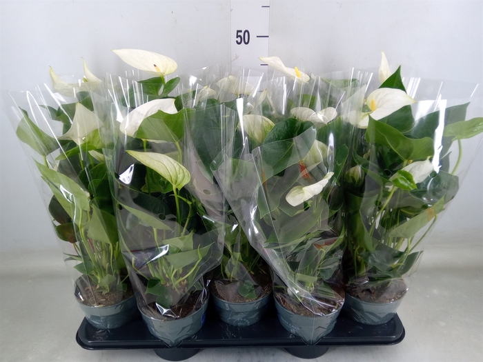<h4>Anthurium  'Karma White'</h4>