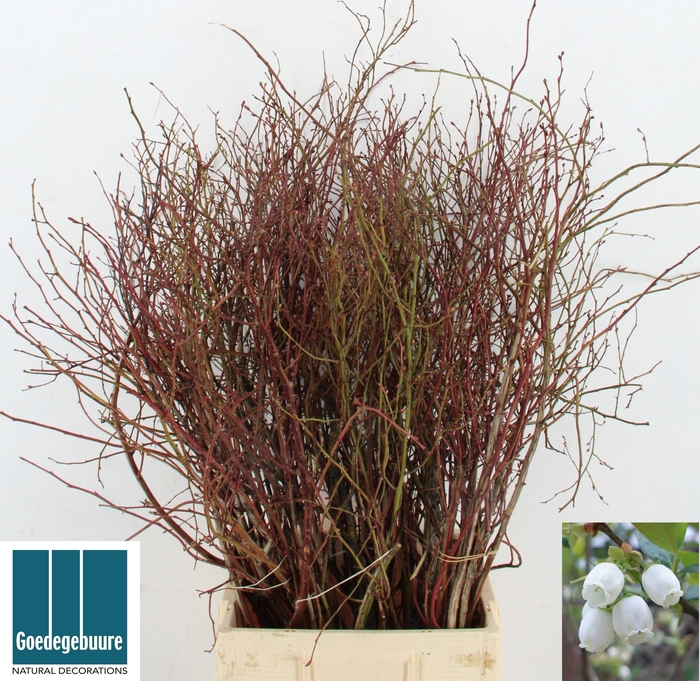 <h4>VACC CORYMBOSUM</h4>