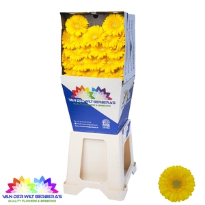 Germini Ilios Diamond