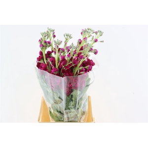 Matth Iron Cherry Bl