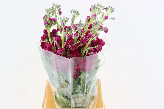 <h4>Matth Iron Cherry Bl</h4>