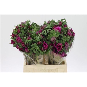 Anem Co Galil Purper