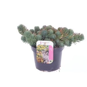 Sedum forsterianum Oracle