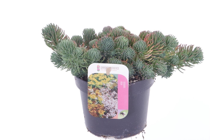 <h4>Sedum forsterianum Oracle</h4>