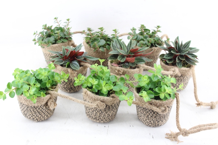 <h4>arr3 SN - Jute ketting 3pot x3</h4>