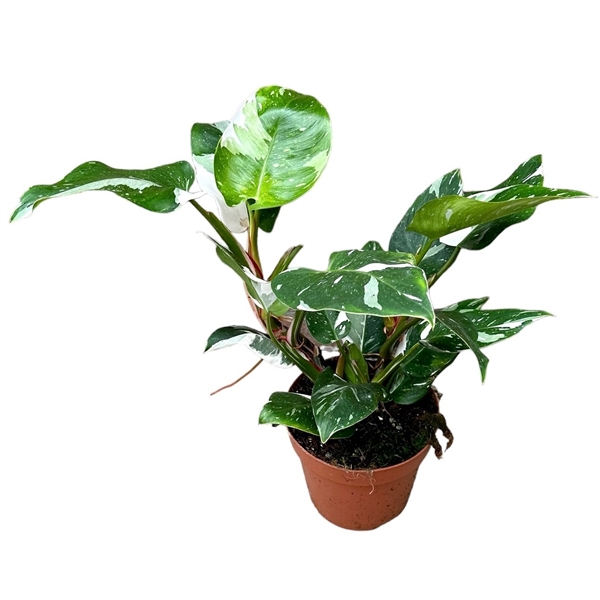 <h4>Philodendron White Princess</h4>