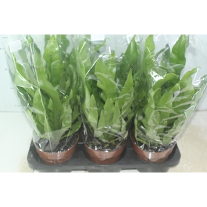 ASPLENIUM OSAKA LISO P17
