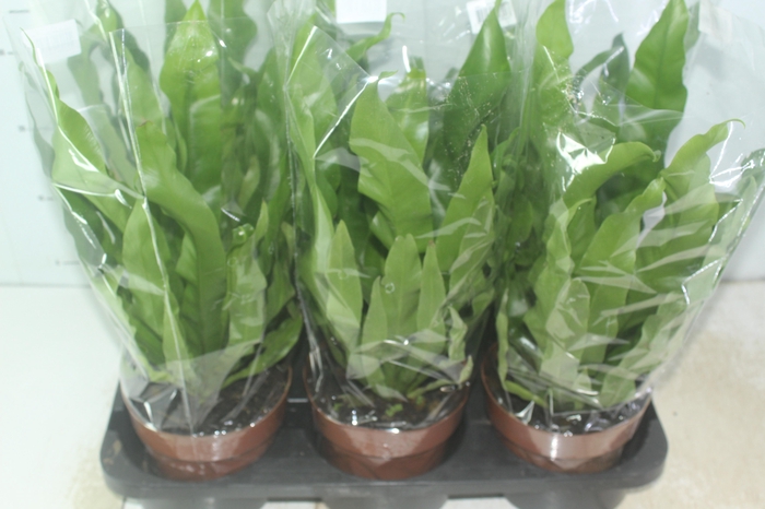 <h4>ASPLENIUM OSAKA LISO P17</h4>