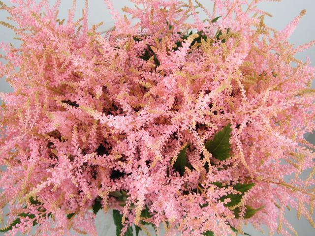 <h4>Astil G Sweet Rose</h4>