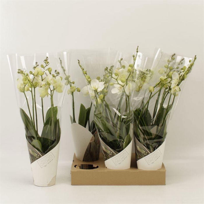 <h4>PHAL AN INVERNESS</h4>