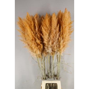 Df Pampas 115cm Orange