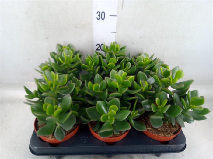 <h4>Crassula  'Hulk'</h4>