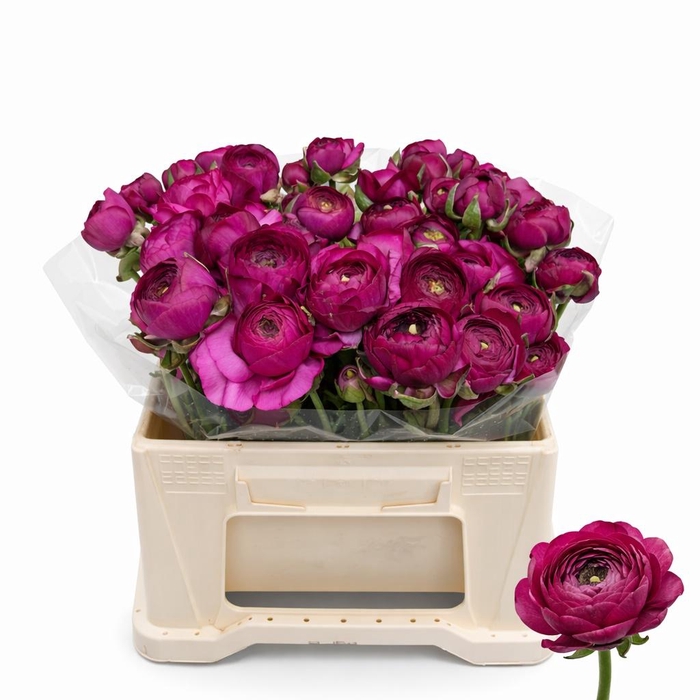 <h4>RAN EL VIOLET</h4>