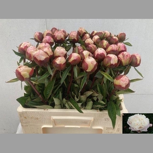 Paeo L Gardenia